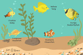 the 28 best r fish for beginners