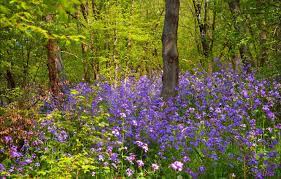 Wallpaper Spring, Forest, Flowers, Flowers, Spring, Forest images for desktop, section природа - download