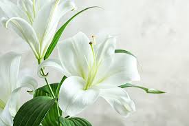 However, you generally should not send flowers to a jewish funeral or to the shiva home while a family is sitting shiva following the funeral. The Meaning Of Flowers Around The World Expatica