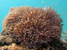 koh lanta diving with carpet anemones