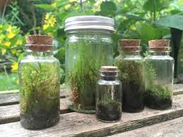 Moss Terrariums And Bottle Gardens