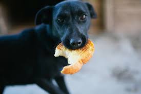 can dogs eat gluten free bread