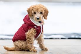Does My Dog Need A Winter Coat