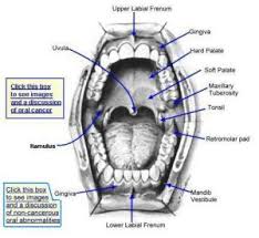 mouth anatomy and dental health