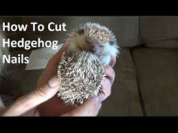 how to cut hedgehog nails you