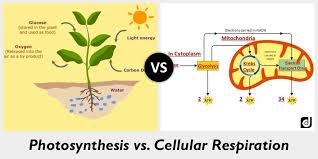 Photosynthesis Vs Cellular Respiration Diagram Quizlet