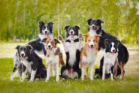 border collie growth weight chart