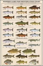 126 Best Fish Images Fish Fishing Tips Bass Fishing