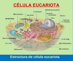 Los organismos eucariotas incluyen algas, protozoos, hongos, plantas, y animales. Funcion De Celula Eucariota