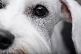 corneal ulcer in dogs in depth guide