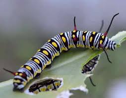 Caterpillars of this butterfly are about 2 inches long. Types Of Striped Caterpillars With Pictures For Easy Identification