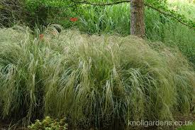 Grasses For Dry Shade Knoll Gardens