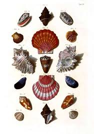 Animal Curiosity Sea Shell 7 Vintage Printable At