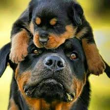 Resultado de imagen para rottweiler