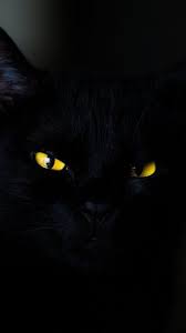 wallpaper black cat in darkness cats