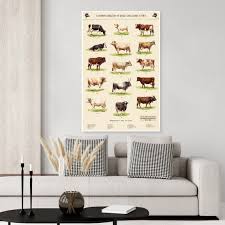 Dairy Cows Chart Vintage Poster