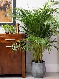 80 Popular Types Of Palm Plants