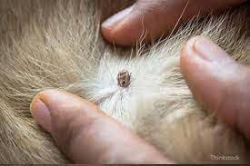 a tick head gets stuck in your dog s skin
