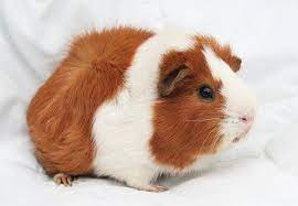 Caring For Your Guinea Pig Blog