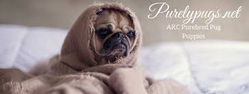Filling out an application is a must and first step to adoption with us. Purely Pugs Pug Breeder In Naples Florida Pet Price List
