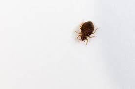 Found One Bed Bug On The Wall What To