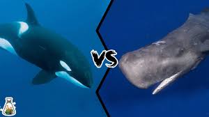 whale vs whale who would