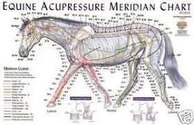 Details About Equine Meridian Acupressure Wall Chart 92517
