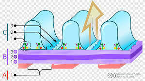 glomerular basement membrane glomerulus