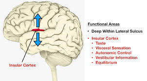 lobes of the brain cerebral cortex