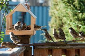 Mangeoire à oiseaux : 5 idées DIY de récupération