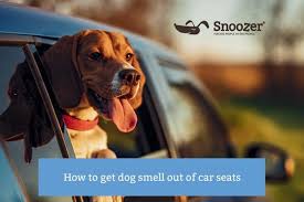 how to get dog smell out of car seats