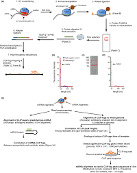 Overview Of The Aipago1 Cross Linking Immunoprecipitation