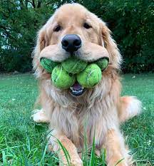 Golden Retriever that Can Hold 6 Tennis Balls in His Mouth at Once