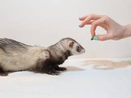 best ferret treats what are good