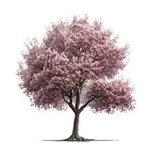 Cherry Blossom Tree Isolated 22972631 Png