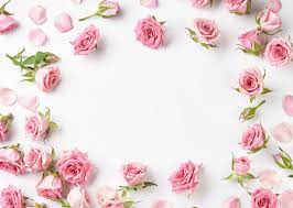 pale pink rose background images
