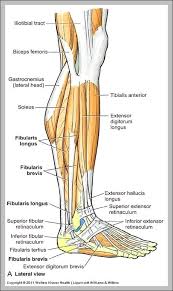 Anatomy Of The Leg Muscles Anatomy System Human Body