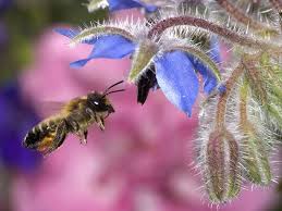 honey bee pictures