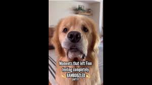 bamboozles this golden retriever dog