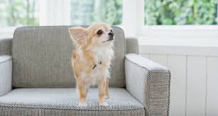Chihuahua Dog Breed Essential Facts Temperament And Care Info