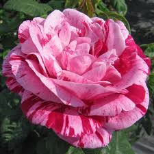 Ferdinand Pichard | Pink Striped Shrub Rose | The Fragrant Rose Company
