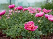 Image result for Peony flower