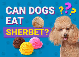 can dogs eat sherbet vet reviewed