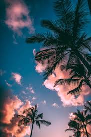 low angle photograph of palm trees