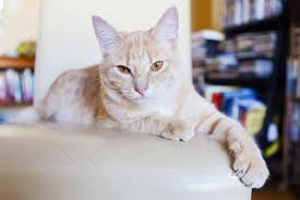 Therefore, posts are often strategically placed adjacent to the cat's sleeping quarters to changes aren't going to happen overnight, so it's important to be consistent. How To Keep Cats From Scratching Furniture Vinegar