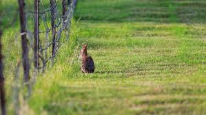 keep rabbits out of your garden