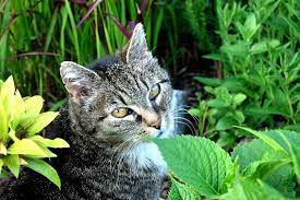Plants Poisonous To Cats And Dogs The