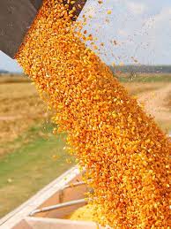 Anticipan caída en la producción global de maíz para este año