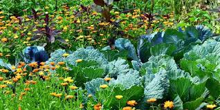 10 winning organic garden pest control