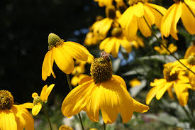 fafard flowers for honey bees